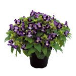 Торения Литтл Кисс F1 синяя (blue) /100 семян (драже)/ *Sakata*