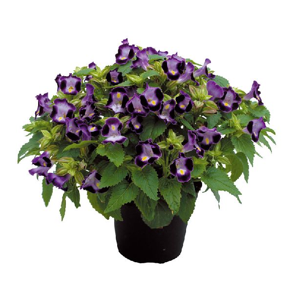 Насіння торенії Літтл Кісс F1 синя (blue) /100 насінин (драже)/ *Sakata*