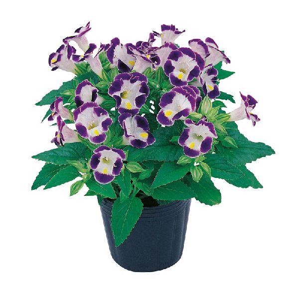 Насіння торенії Літтл Кісс F1 синьо-біла (blue-white) /100 насінин (драже)/ *Sakata*