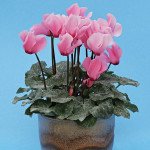 Цикламен Бетті /100 насінин/ *Cerny*