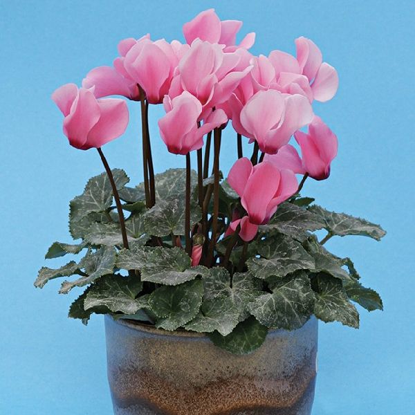 Насіння цикламена міні Бетті /100 насінин/ *Cerny*