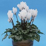 Цикламен Брігітта /100 насінин/ *Cerny*