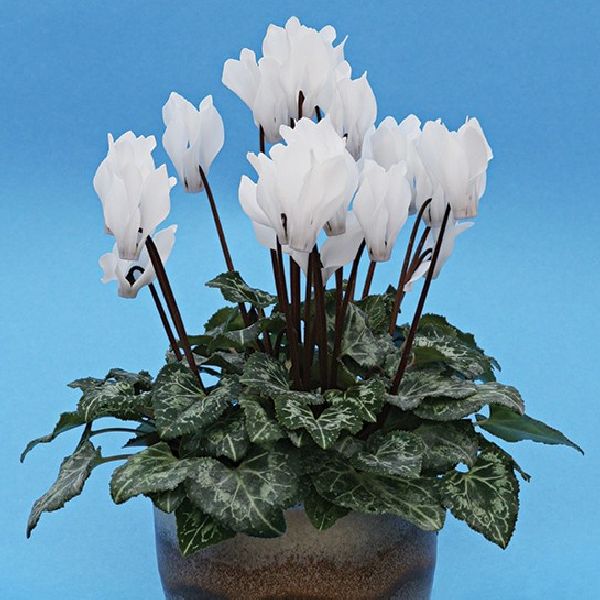 Семена цикламена мини Бригитта /100 семян/ *Cerny*