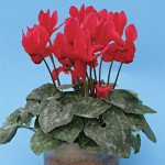 Цикламен Габі /100 насінин/ *Cerny*