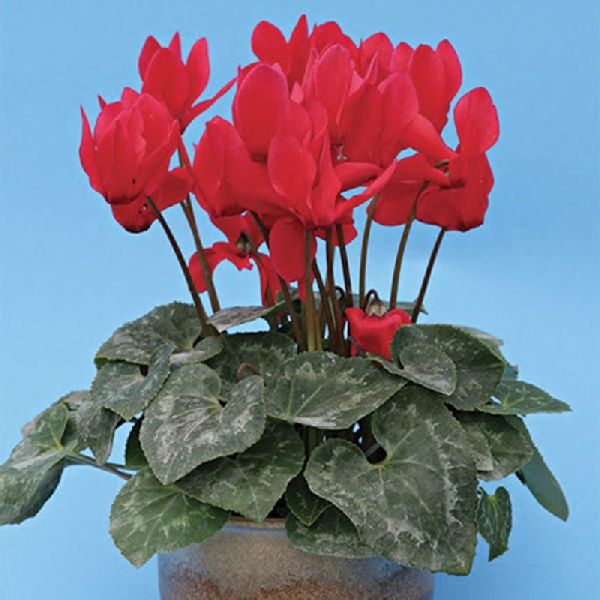 Семена цикламена мини Габи /100 семян/ *Cerny*