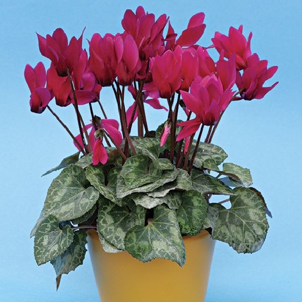 Семена цикламена мини Гильда /100 семян/ *Cerny*