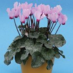 Цикламен Розмари /100 семян/ *Cerny*