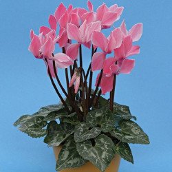 Цикламен Хельга /100 семян/ *Cerny*