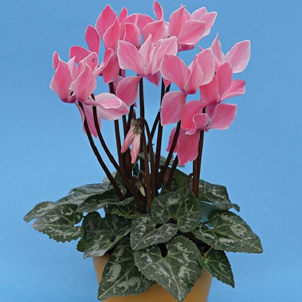 Насіння цикламена міні Хельга /100 насінин/ *Cerny*