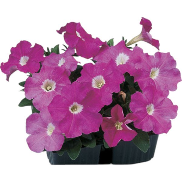 Насіння петунії Ламбада F1 рожева (pink) /1.000 насінин (драже)/ *Hem Genetics*