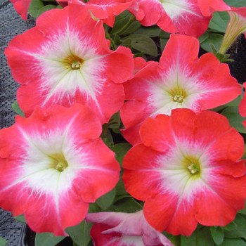 Петуния Ламбада F1 красное утро (red morn) /1.000 семян (драже)/ *Hem Genetics*