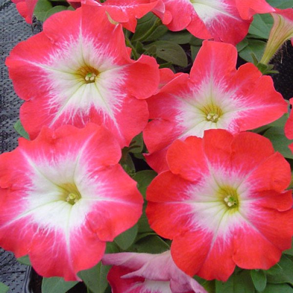 Насіння петунії Ламбада F1 червоний ранок (red morn) /1.000 насінин (драже)/ *Hem Genetics*