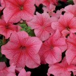 Петунія Мамбо F1 червона з прожилками (red veined) /1.000 насінин (драже)/ *Hem Genetics*