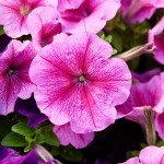 Петунія Мамбо F1 рожева з прожилками (rose veined) /1.000 насінин (драже)/ *Hem Genetics*