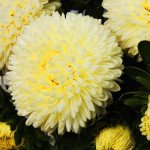 Айстра Б'ютіфул Дей жовта (yellow) /2 г/ *Satimex*