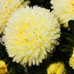 Астра Бьютифул Дей желтая (yellow) /2 г/ *Satimex*