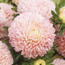 Астра Бьютифул Дей лососево-розовая (salmon pink) /2 г/ *Satimex*