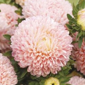 Астра Бьютифул Дей лососево-розовая (salmon pink) /2 г/ *Satimex*