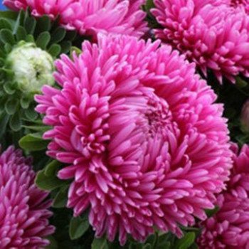 Астра Леди Коралл бриллиант роуз (brilliant rose) /1 г/ *Satimex*