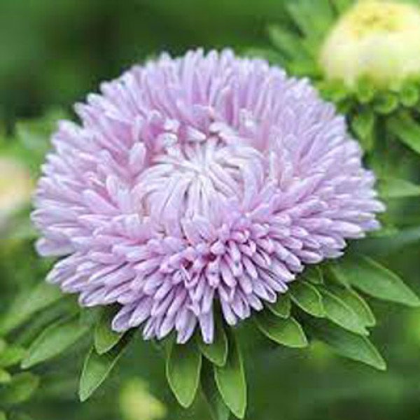 Насіння айстри Леді Корал лавандова (lavender) /1 г/ *Satimex*