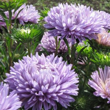 Астра Сиринга лавандовая (lavender) /1 г/ *Satimex*