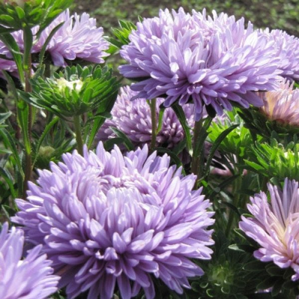 Насіння айстри Сірінга лавандова (lavender) /1 г/ *Satimex*