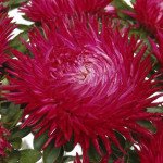 Астра Ювель карминовая (carmine) /2 г/ *Satimex*