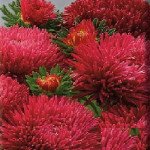 Астра Ювель рубиновая (rubin) /2 г/ *Satimex*