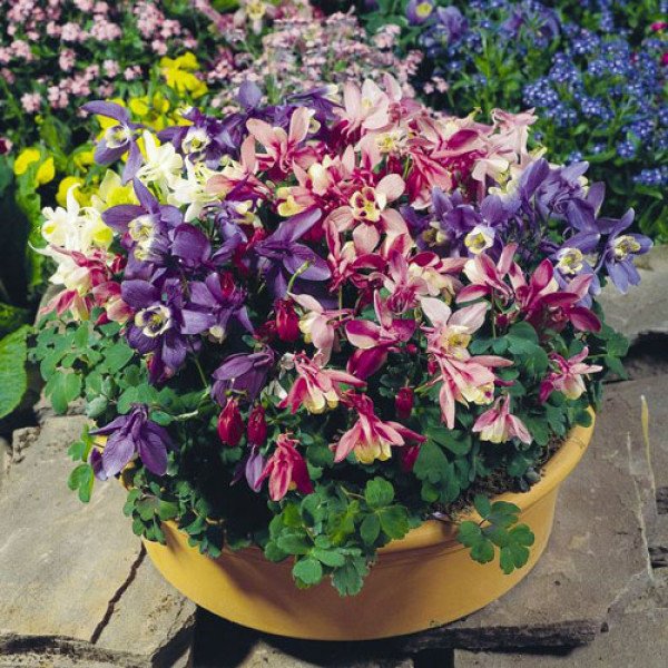 Семена аквилегии Камео смесь (mix) /100 семян/ *Benary*