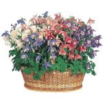 Аквілегія Спрінг Меджік суміш (mix) /100 насінин/ *Benary*