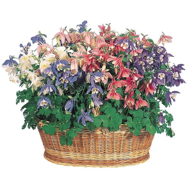 Насіння аквілегії Спрінг Меджік суміш (mix) /100 насінин/ *Benary*