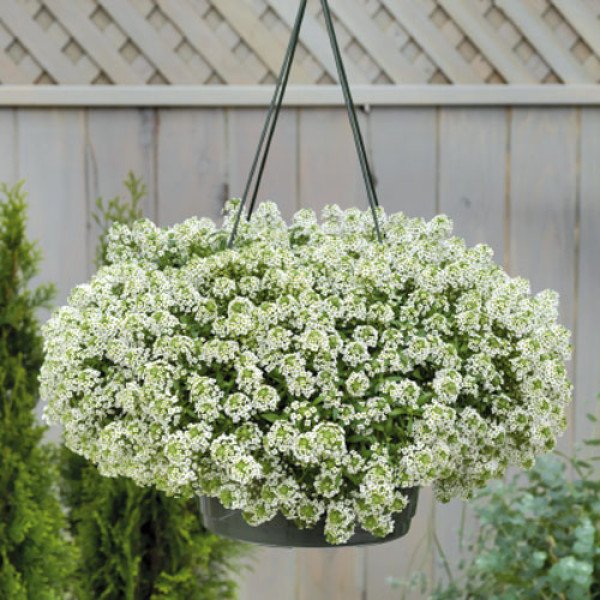 Семена алиссума Гига белый (white) /1000 семян/ *Benary*