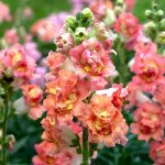 Антиринум Мадам Батерфляй F1 бронзовий біколор (bronze bicolor) /100 насінин/ *Syngenta*
