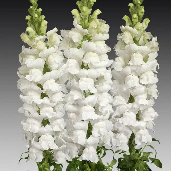 Насіння антірінума Потомак F1 айворі вайт (ivory white) /100 насінин/ *Pan American*