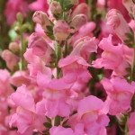 Антірінум Потомак F1 рожевий (rose) /100 насінин/ *Pan American*