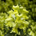 Антирринум Снаптини F1 желтый (yellow) /100 семян (драже)/ *Syngenta*