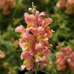 Антиринум Снаптіні F1 персиковий (peach) /100 насінин (драже)/ *Syngenta*
