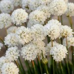 Армерія Балерина біла (white) /100 насінин/ *Pan American*