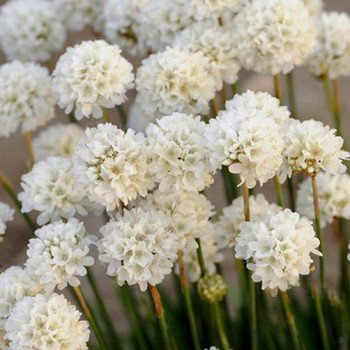 Армерія Балерина біла (white) /100 насінин/ *Pan American*