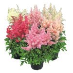 Астільба Сніжинка суміш (mix) /100 насінин/ *Benary*