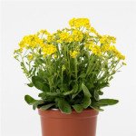 Аурінія (аліссум скельний) Золота лихоманка /100 насінин/ *Pan American*