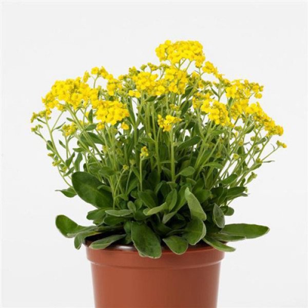 Семена ауринии (алиссум скальный) Золотая лихорадка /100 семян/ *Pan American*