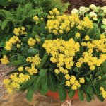 Алиссум Саммит /100 семян/ *Syngenta*