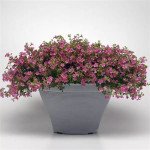 Бакопа Пінктопія F1 рожева (pink) /30 мультидраже/ *Pan American*