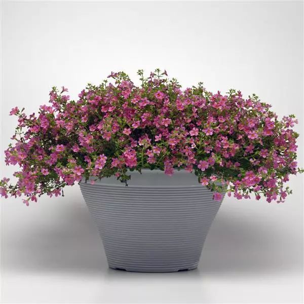 Семена бакопы Пинктопия F1 розовая (pink) /30 мультидраже/ *Pan American*