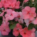 Бальзамін Баланс F1 кораловий (coral) /100 насінин/ *Hem Genetics*