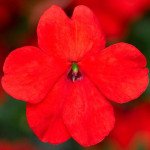 Бальзамін Імара F1 помаранчевий (orange) /100 насінин/ *Syngenta*