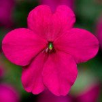 Бальзамин Имара F1 пурпурный (purple) /100 семян/ *Syngenta*