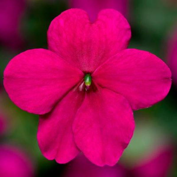Насіння бальзаміну Імара F1 пурпурний (purple) /100 насінин/ *Syngenta*