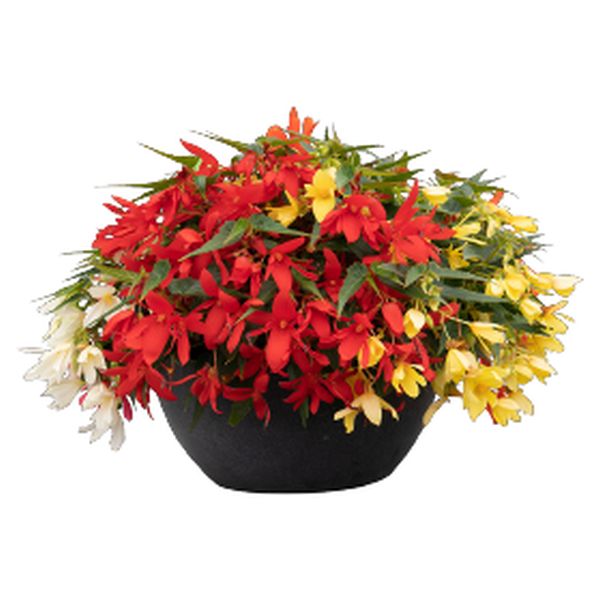 Семена бегонии Груви F1 смесь (mix) /30 семян/ *Benary*